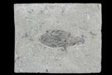 Bargain, Cyathocrinites Crinoid Fossil - Crawfordsville, Indiana #94469-1